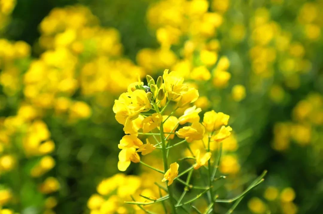 藏在麗江城邊的油菜花海