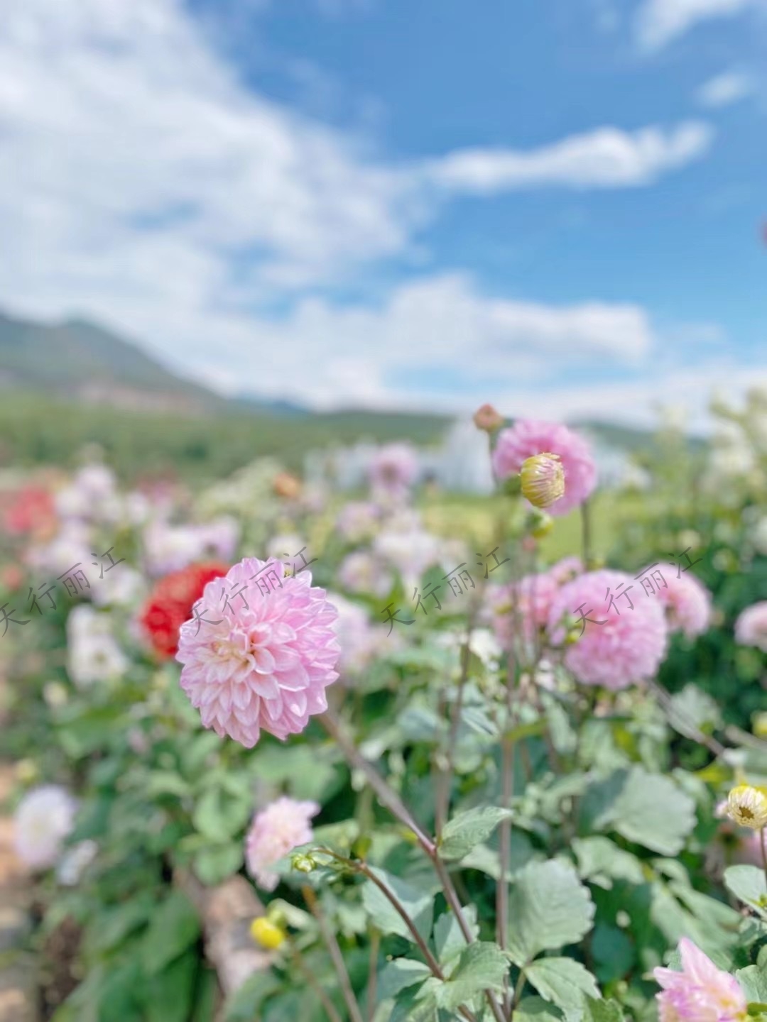 麗江聽花谷餐廳