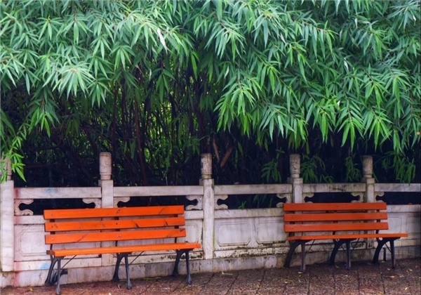 煙雨繚繞，黑龍?zhí)杜c詩平分秋色