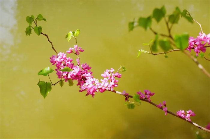 我在麗江的冬天，想念四季在公園閑逛的模樣